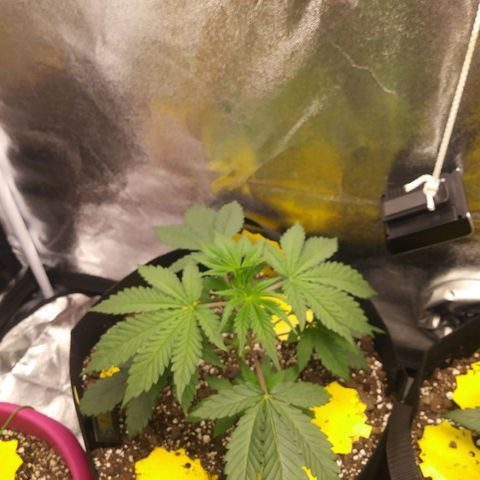 Pineapple Express growlog timeline photo