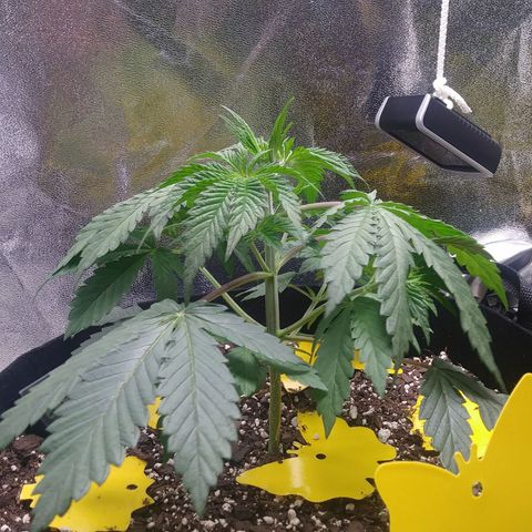 Pineapple Express growlog photo: Plant has been showing signs of drooping at end of light cycle. As light turns on plant perks back up again. Picture eas taken 40 minutes after lights turned on at 20-30% light level slowly timming to 60-80% until nighttime.