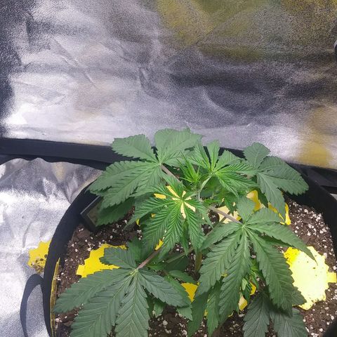 Pineapple Express growlog photo: Plant has been showing signs of drooping at end of light cycle. As light turns on plant perks back up again. Picture eas taken 40 minutes after lights turned on at 20-30% light level slowly timming to 60-80% until nighttime.
