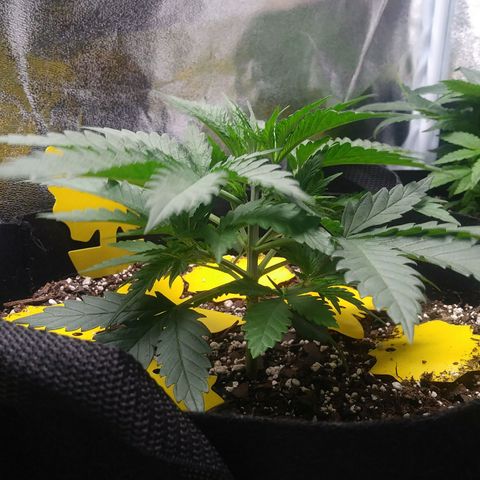 Green Cush growlog photo: Picture Taken 40 mins after Start of Light cycle. No droopling or Stem Redness