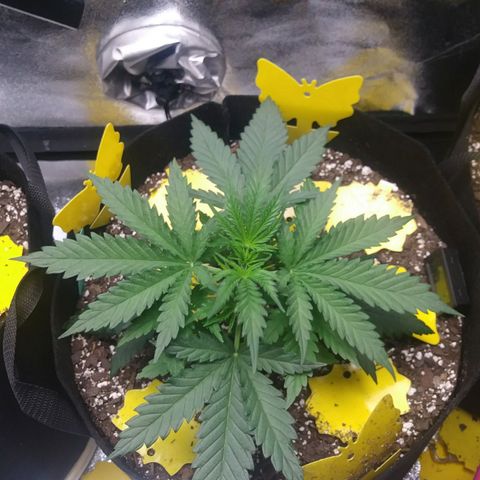 Green Cush growlog photo: Picture Taken 40 mins after Start of Light cycle. No droopling or Stem Redness