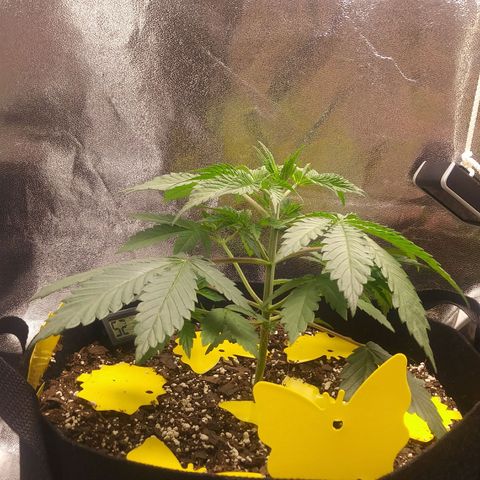 Pineapple Express growlog photo: Pics Taken 1 hour and 30 minutes into beginning of Light Cycle. 30-40% Light Intensity. Perking up from Drooping at end of light cycles.