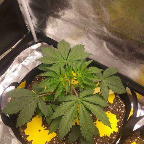 Pineapple Express growlog photo: Pics Taken 1 hour and 30 minutes into beginning of Light Cycle. 30-40% Light Intensity. Perking up from Drooping at end of light cycles.