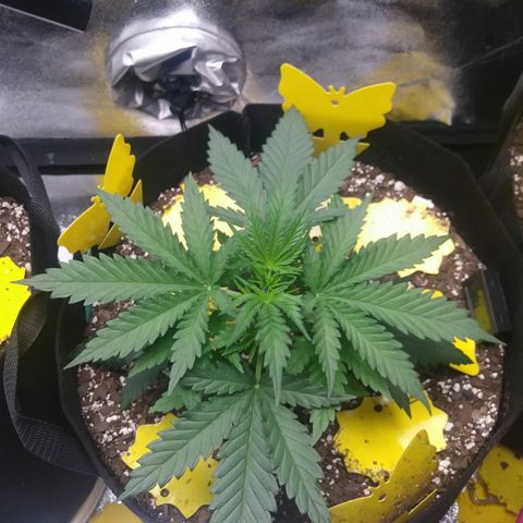 Green Cush growlog timeline photo