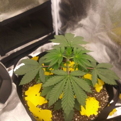 Pineapple Express growlog photo: 6 1/2 hours into light cycle. Returned to normal 