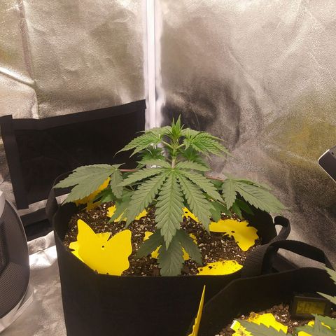 Pineapple Express growlog photo: 6 1/2 hours into light cycle. Returned to normal 