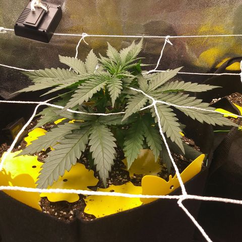 Green Cush growlog timeline photo