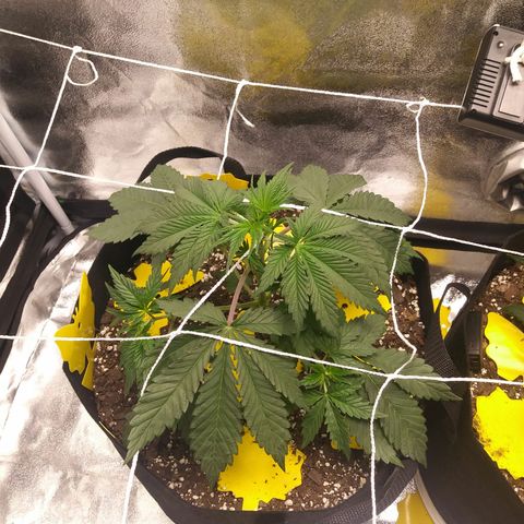 Pineapple Express growlog timeline photo