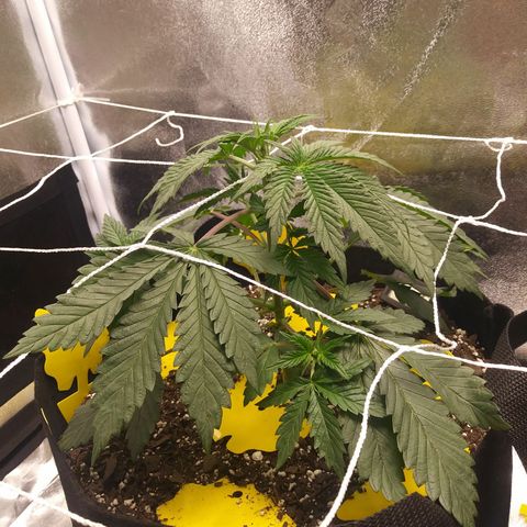 Pineapple Express growlog timeline photo