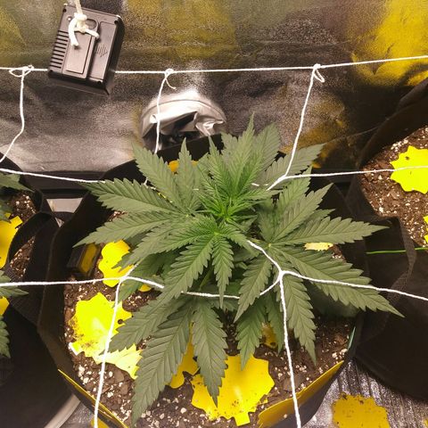 Green Cush growlog timeline photo