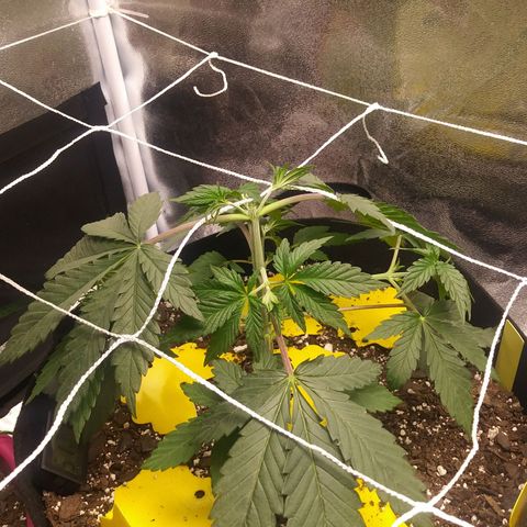 Pineapple Express growlog photo: Right After First Topping