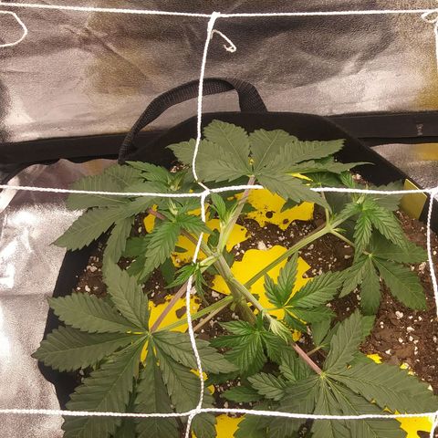 Pineapple Express growlog photo: Right After First Topping