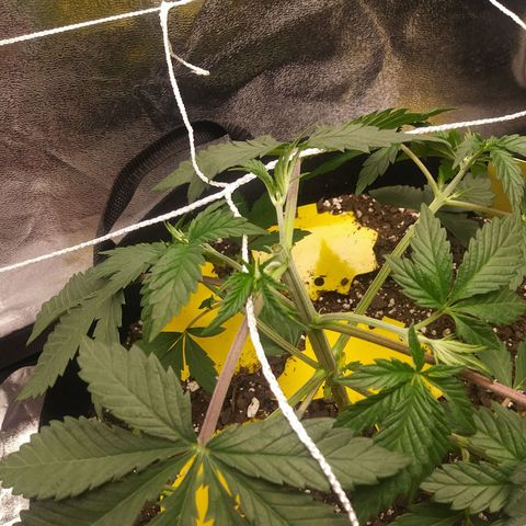 Pineapple Express growlog photo: Right After First Topping