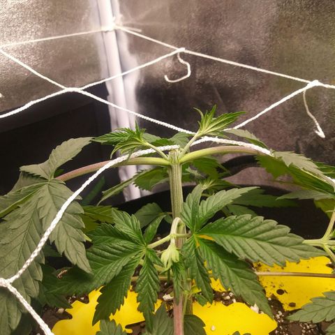 Pineapple Express growlog photo: Right After First Topping