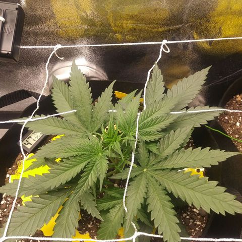 Green Cush growlog timeline photo