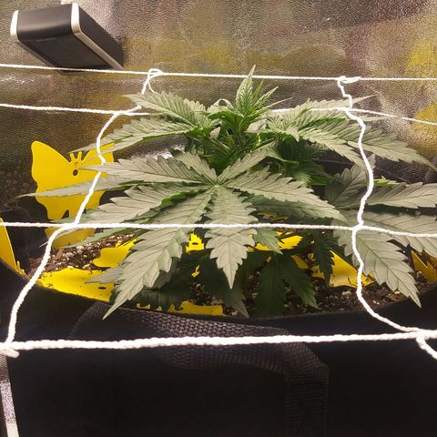 Green Cush growlog timeline photo