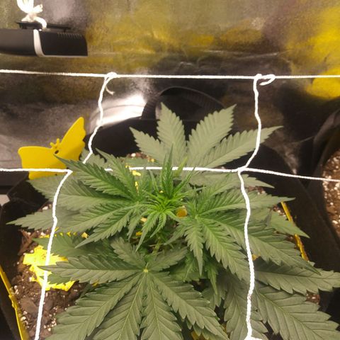 Green Cush growlog timeline photo