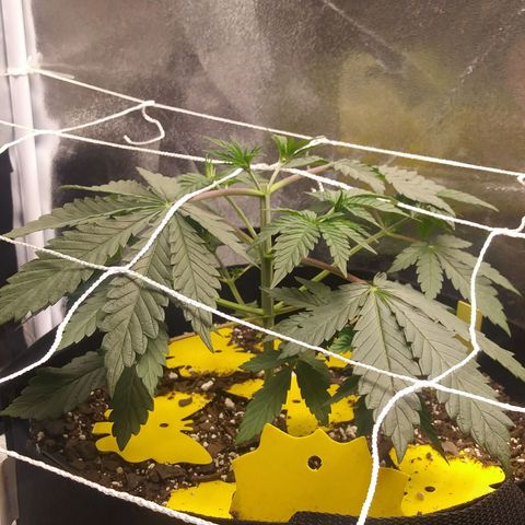 Pineapple Express growlog photo: 9PM 16 hours after Topping