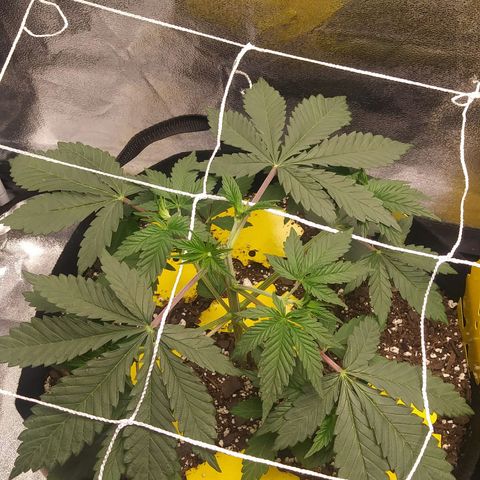 Pineapple Express growlog photo: 9PM 16 hours after Topping