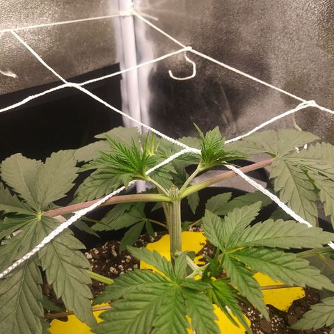 Pineapple Express growlog photo: 9PM 16 hours after Topping