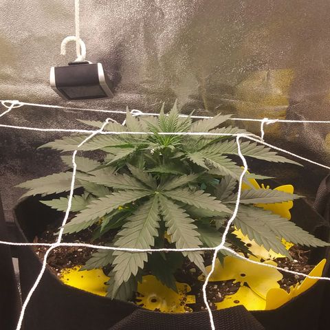 Green Cush growlog timeline photo