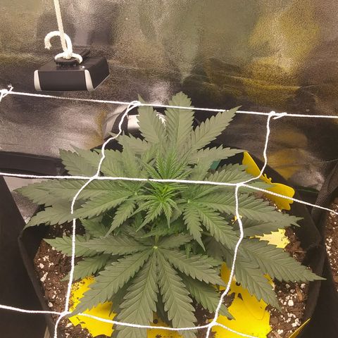 Green Cush growlog timeline photo