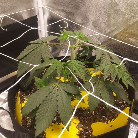 Pineapple Express growlog timeline photo