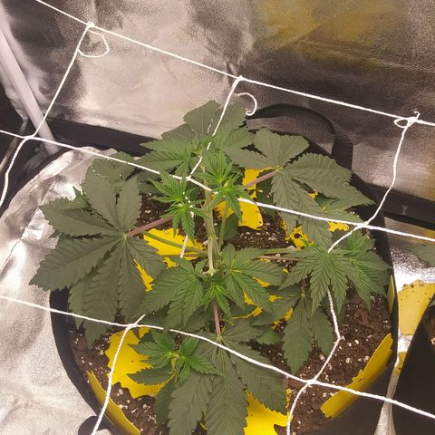Pineapple Express growlog timeline photo
