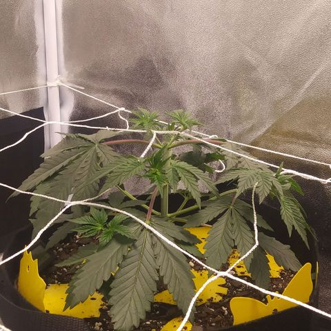 Pineapple Express growlog timeline photo