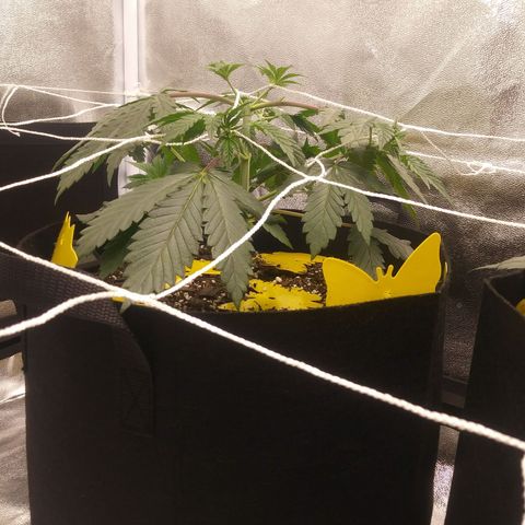 Pineapple Express growlog timeline photo