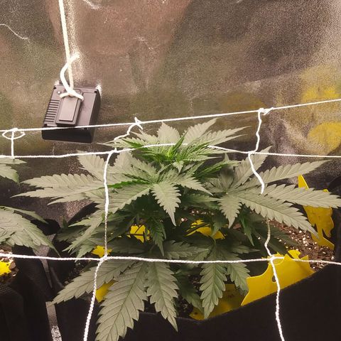 Green Cush growlog timeline photo