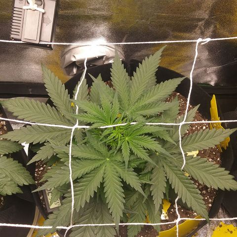 Green Cush growlog timeline photo