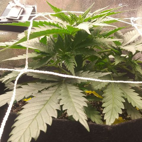 Green Cush growlog timeline photo