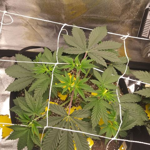 Pineapple Express growlog timeline photo
