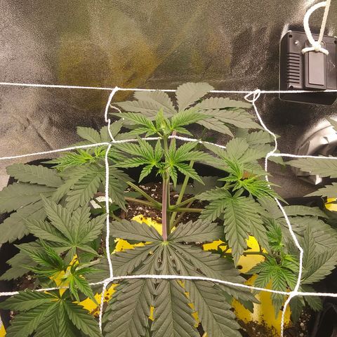 Pineapple Express growlog timeline photo