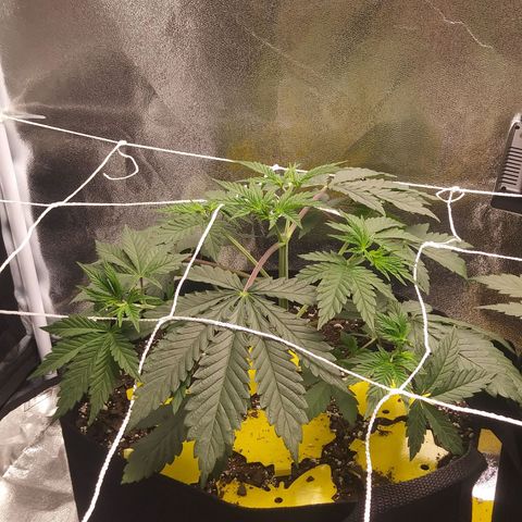 Pineapple Express growlog timeline photo