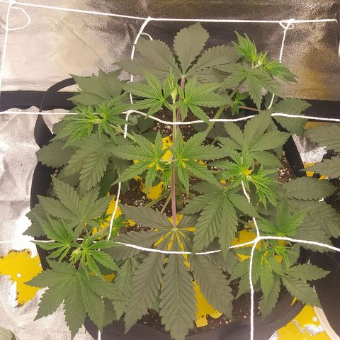 Pineapple Express growlog timeline photo