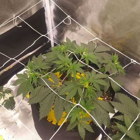Pineapple Express growlog timeline photo