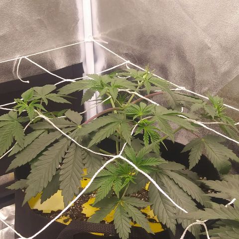 Pineapple Express growlog timeline photo