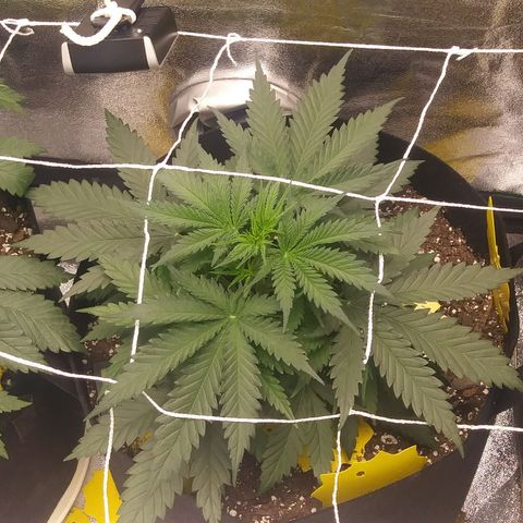 Green Cush growlog timeline photo