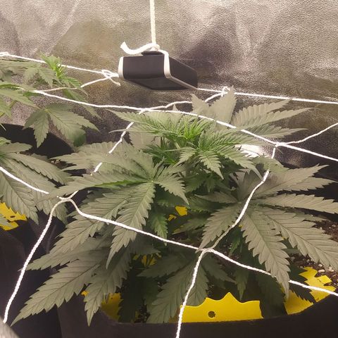 Green Cush growlog timeline photo