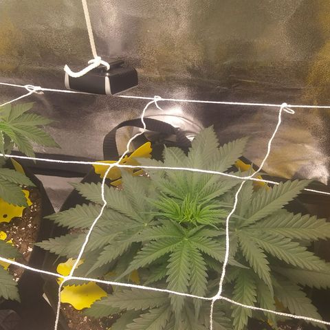 Green Cush growlog timeline photo