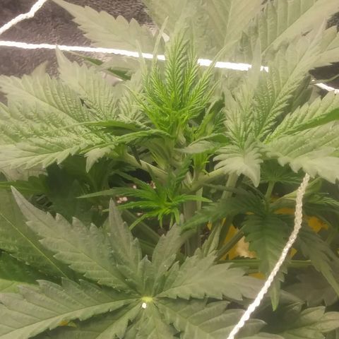 Green Cush growlog timeline photo
