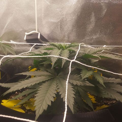 Green Cush growlog timeline photo