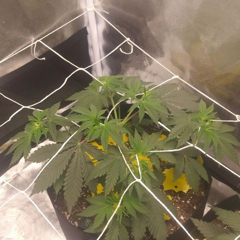 Pineapple Express growlog timeline photo
