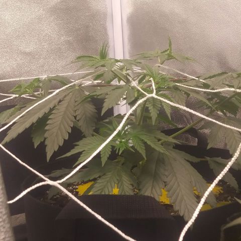 Pineapple Express growlog timeline photo