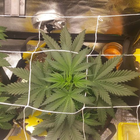Green Cush growlog timeline photo