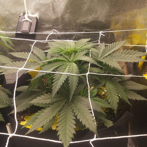 Green Cush growlog timeline photo