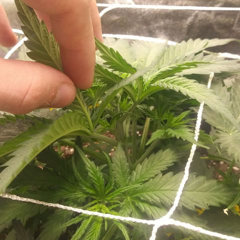 Green Cush growlog timeline photo