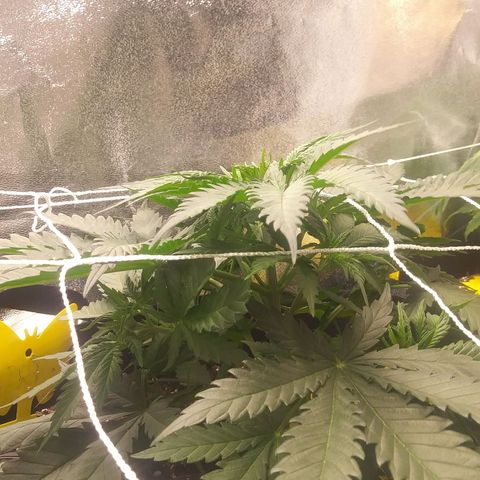 Green Cush growlog timeline photo